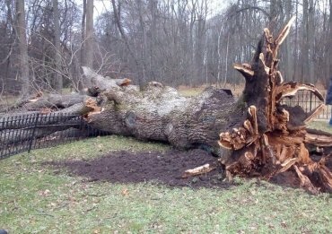 В России ураган выкорчевал главное дерево страны – “дуб Тургенева”