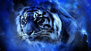 В чем встретить год Голубого Водяного Тигра, чтобы он был удачным