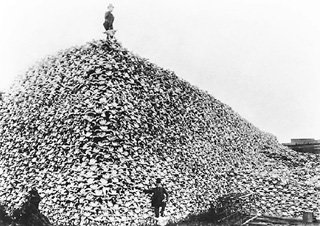 Гора из черепов убитых белыми людьми бизонов, от которых напрямую зависела жизнь коренных охотничьих племён Америки. США. 1870 г. 