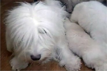 В Одессе вывели первую украинскую породу собак