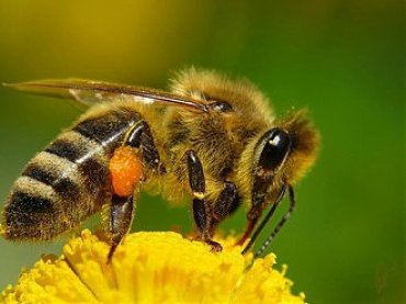 После гибели пчел человечество проживет еще 4 года