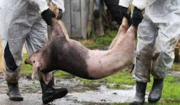 Под Киевом обнаружена чума свиней