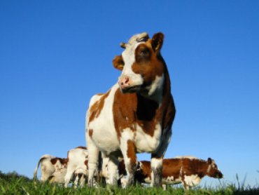 Ирландские коровы начали вырабатывать электроэнергию