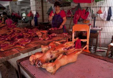 На российских рынках начали продавать собачье мясо
