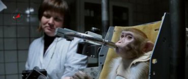 Защитники животных возмущены намерением россиян отправить обезьян на Марс