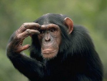Почему современные обезьяны не превращаются в человека?