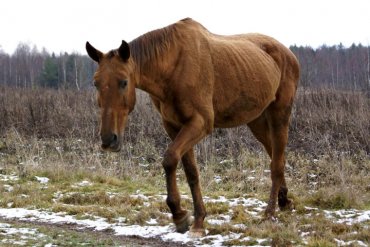 В России заведующая забила подаренную детскому саду лошадь и продала мясо