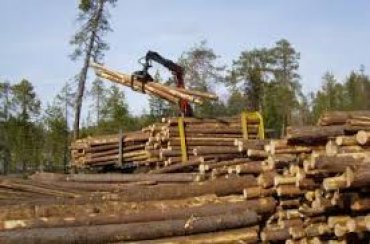 В 2015 году продажа лесоматериалов выросла на 3 млрд грн, – Гослесагентство