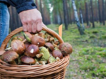 В России для сбора ягод и грибов введут лицензию и налоги