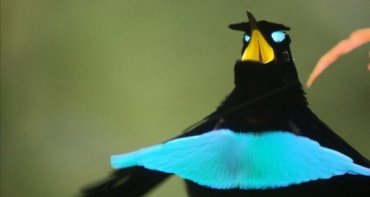 Исследователи обнаружили птиц, которые поглощают свет