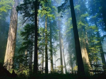 Ученые бьют тревогу из-за резкого уменьшения количества лесов в Европе