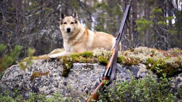 В России собака застрелила охотника из ружья