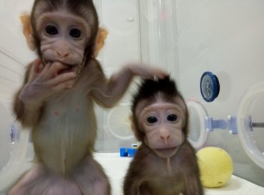 В Китае впервые смогли клонировать обезьян