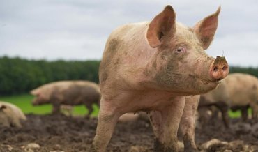 Польского фермера съели собственные свиньи