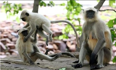 В Индии обезьяна убила женщину, развешивавшую белье