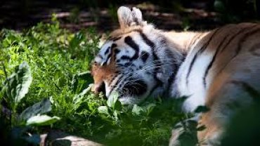 В шведском зоопарке усыпили тигрицу, заболевшую COVID-19