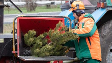 В Киеве открыли пункты утилизации елок: куда сдать новогоднюю красавицу