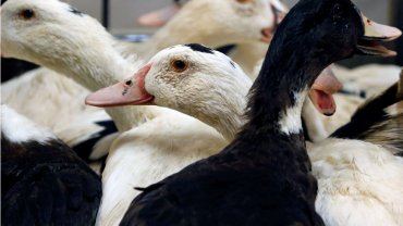 В Великобритании птичий грипп обнаружили у человека