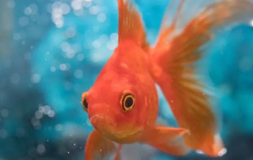 Золотые рыбки гораздо умнее, чем мы привыкли думать. Видео