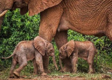 Редкий случай: в Кении родились слонята-двойняшки
