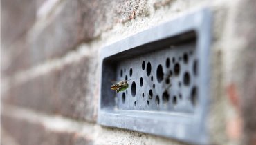 В английских городах будут заботится об одиноких…пчелах