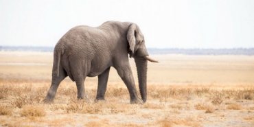 Африканские слоны не желают жить рядом с людьми