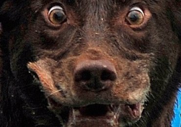 В Полтаве количество пострадавших от укусов рыжей собаки возросло с 28 до 35 человек