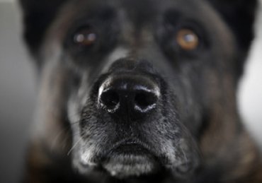 В Полтаве бешеная собака покусала 28 человек