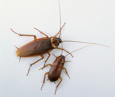Тараканы научат роботов равновесию
