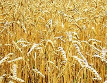 В космосе выросла пшеница «необычайного качества»