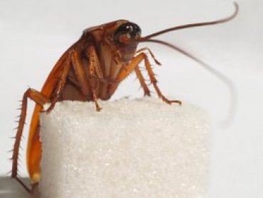 Ученые предлагают использовать тараканов для создания беспроводных сетей