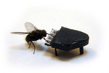 Ученые научились контролировать мозг мух с помощью лазеров
