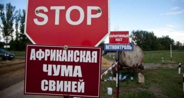 В Крыму из-за африканской чумы уничтожат 1 600 свиней
