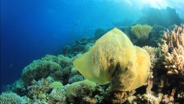 Специалисты: Загрязнение океанов пластиком ведет к заболеванию кораллов