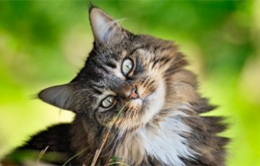 Зоологи составили словарь для понимания «языка» котов