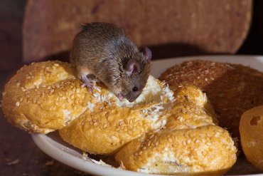 Россия отправила на Донбасс просроченные и изъеденные мышами продукты