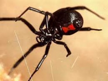 В Южной Африке ученые нашли самого опасного в мире паука