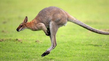 Предки кенгуру начали прыгать 20 миллионов лет назад