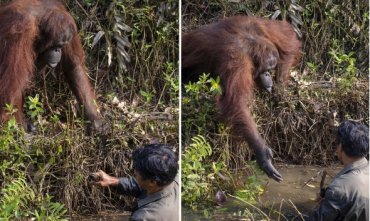 На Борнео дикий орангутан протянул человеку «руку помощи»