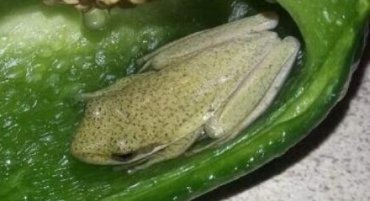 Жительница Канады готовила салат и обнаружила в перце… живую лягушку