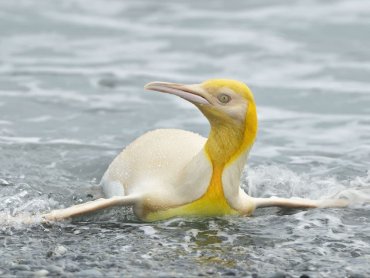 Желтый пингвин впервые попал в объектив натуралиста