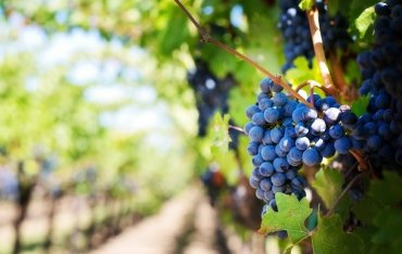 В Крыму традиционные сорта винограда под угрозой исчезновения