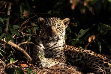 20 ягуаров будут судиться с аргентинскими властями за свое выживание