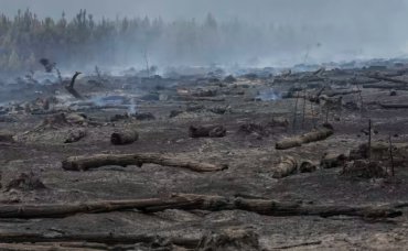 В Аргентине пожар уничтожил 800 тысяч гектаров леса: остановить пламя не удается