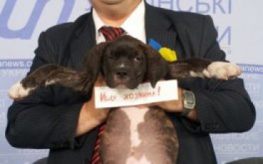 Собаку Кужелиху выдвинут кандидатом в мэры Киева