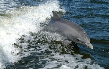 С военной базы в Севастополе исчезли три боевых дельфина