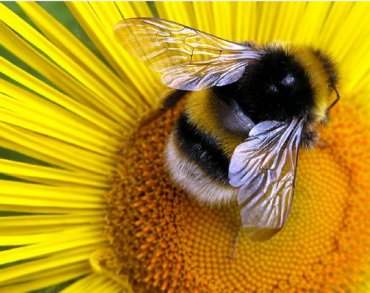 Пчелиный яд убивает ВИЧ-инфекцию