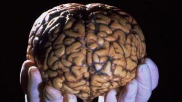 Человеческие мозги, живущие после смерти