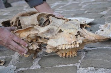 В Запорожской области на дне Днепра обнаружили зубы древних животных