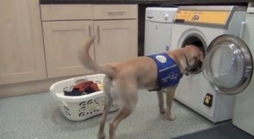 Изобретена стиральная машина, включаемая лаем собаки